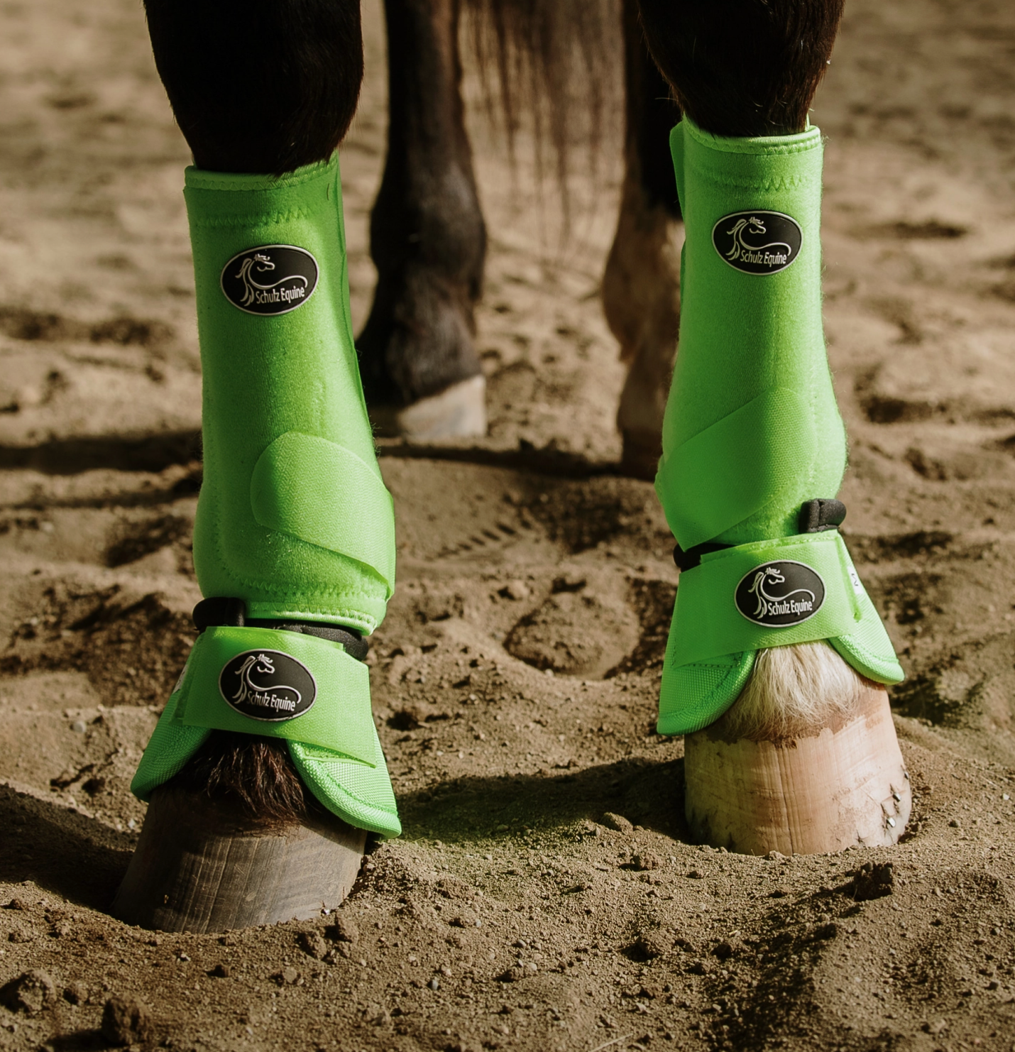 Green protective leg wraps on horse legs standing on sandy ground