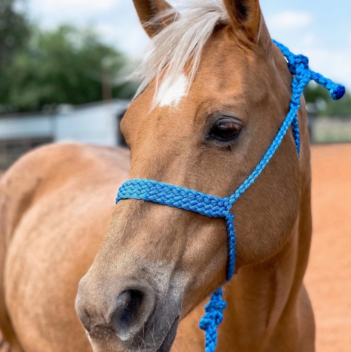 Mule Tape Halters - PRE ORDER